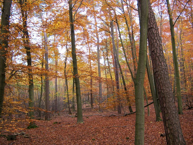 Late autumn forest