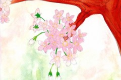 cherry-blossom-back